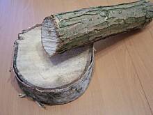 Fot. Ave, Stroik Bożonarodzeniowy