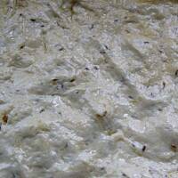 Ciasto na pizze według Małgosi