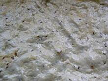 Fot. elkab, Ciasto na pizze według Małgosi