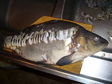 Fot. krysia64, Tradycja karpiej łuski............... ;-))))