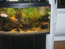 Fot. malutka_megi, Moje Akwarium