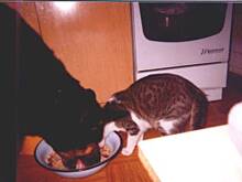 Fot. vikunia, Mój zwierzyniec