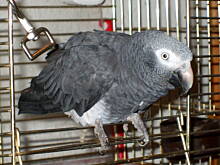 Fot. Johannes, Papuga