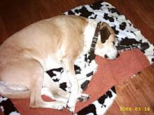 Fot. Piet, Reszta zwierzynca