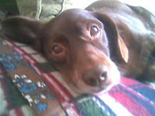 Fot. piq, KOCIE,PSIE i inne PIĘKNOŚCI - część 2