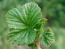 Fot. bahus, Nalewka Marinika