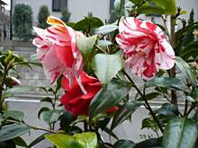 Fot. Mari, Japonia w marcu rozkwita