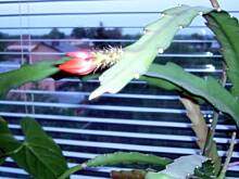 Fot. niebieska-różyczka, Zakwitł nam kwiat