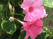 Fot. makusia, Glumanda, ma dzisiaj rocznicę śl;ubu