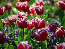 Fot. Ola1979, Kwiaty to co kocham najbardziej ;)