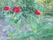 Fot. Ave, taka sobie zgadywanka 2 :))))))