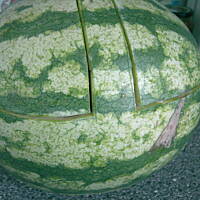 Owocowy kosz obfitosci - z arbuza