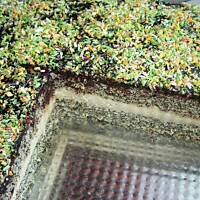 makowy przekładaniec