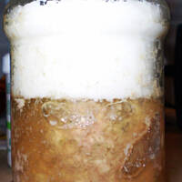 Kiełbasa z galaretką w słoiku