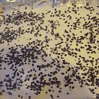 Biszkopt z kisielem i śmietaną