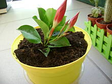 Fot. nonka4, prośba....co to za kwiatek?