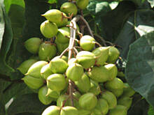 Fot. Masza, co to takiego?