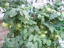 Fot. luckystar, Pomidory ...