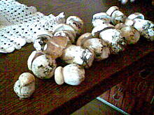 Fot. makusia, sezon na grzybki rozpoczęty , mniam mniamm ....