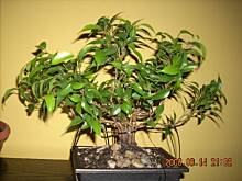 Fot. renataz36, bonsai - super hobby