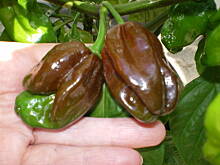 Fot. luckystar, Czekoladowa papryka ???