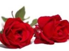 Fot. mysha2006, sealand1, Glumanda obchodzą dzisiaj rocznice ślubu