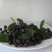 Aronia w zalewie