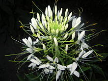 Fot. tineczka, Wieczorem tez mozna:)