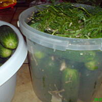 Ogorki kiszone wg kuleczki