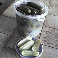 Ogorki kiszone wg kuleczki