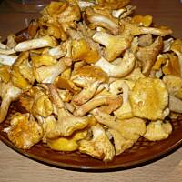 Indyk z kurkami w winie