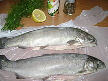 Fot. Petra, Pstrąg w zbroi