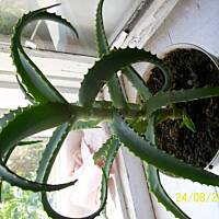 Lecznicza nalewka aloesowa