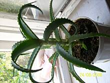 Fot. Teresa.Marcjan, Lecznicza nalewka aloesowa