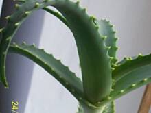 Fot. Teresa.Marcjan, Odżywki aloesowe