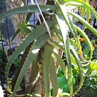 Lecznicza nalewka aloesowa