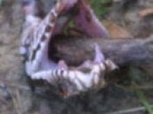 Fot. aleczka, Żmije w natarciu!