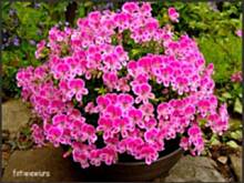 Fot. wiewiura, Kwiatki z mojego ogródka