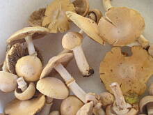 Fot. Iloria, smażone kołpaki