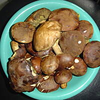 Wołowina duszona w winie ze świeżymi grzybami