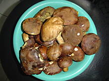 Fot. Szugar, Wołowina duszona w winie ze świeżymi grzybami