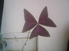 Fot. vikunia, Jak się nazywa ten kwiat