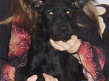 Fot. Mońcia, Czego nie dawać psu do jedzenia.