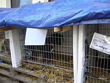 Fot. niebieska-różyczka, Jestem Bardzo zawiedziona i smutna :(((