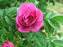 Fot. Teresa.Marcjan, Przetwory z owoców róż - dzikich i innych