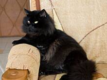 Fot. kamaxyz, kocie życie....??