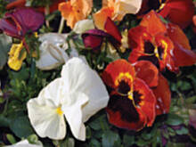 Fot. kamaxyz, Ach...co to był ...... by było gdyby.....