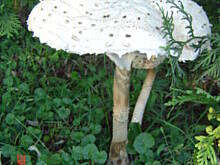 Fot. uleczka58, Pomóżcie mi rozszyfrować ten grzyb !!!