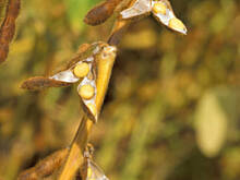 Fot. Shaera, Korzenne sojacze