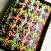 afrykański murzynek